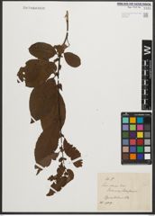 Foto von Salix silesiaca Willd.